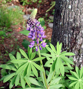 Shining Sails Bed & Breakfast, Monhegan Island, Maine.